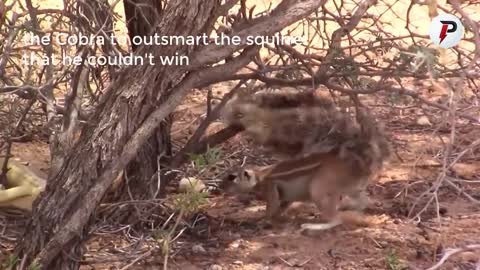 THE COBRA AGAINST THE SQUIRREL .. INCREDIBLE EPIC BATTLE !!