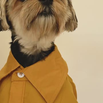 Puppy in Human Dress acting just like human
