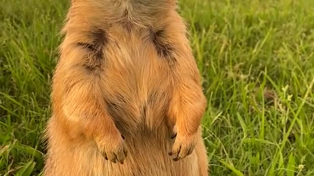 funny prairie dog