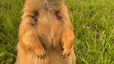 funny prairie dog