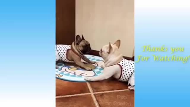 Funny animals acting weird