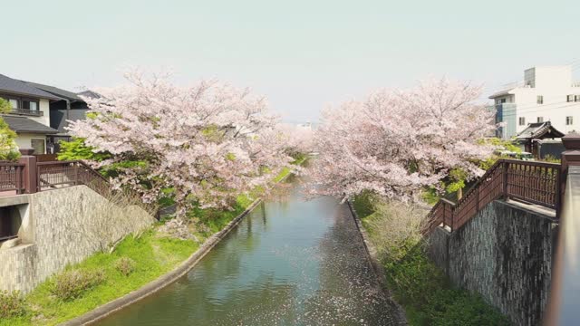 Background Music Plays While Cherry Blossoms Are Blooming