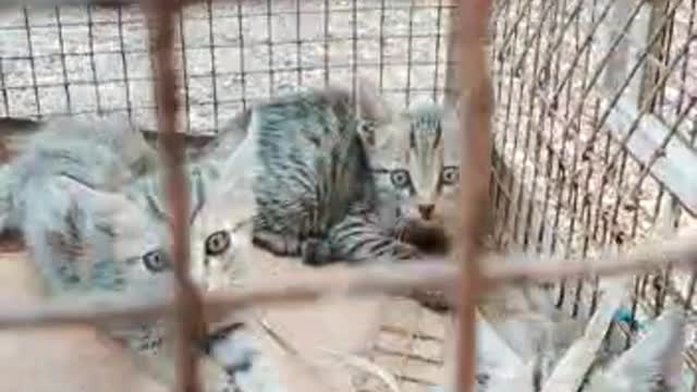 kitten in cage