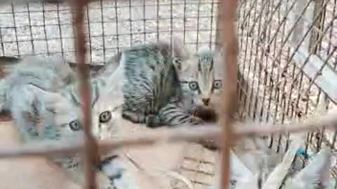 kitten in cage