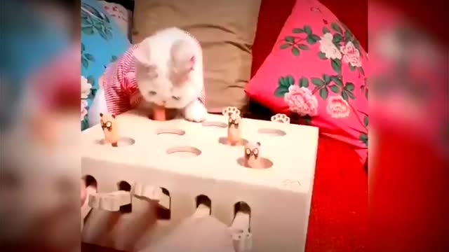 Baby cute cat and funny cat video#juztcool