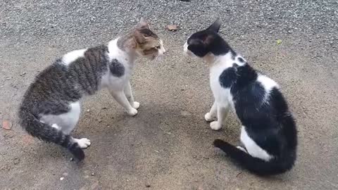 Cats are fighting | Very interesting| Which will win?