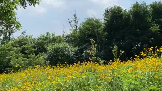 yello flowers