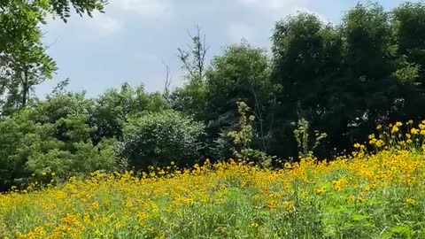 yello flowers