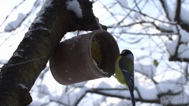 Beautiful Bird Nesting in Tree