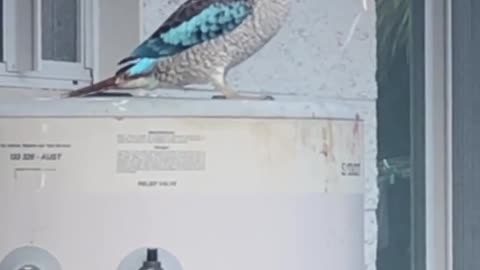 Blue Wing Kookaburra Munches on a Mouse