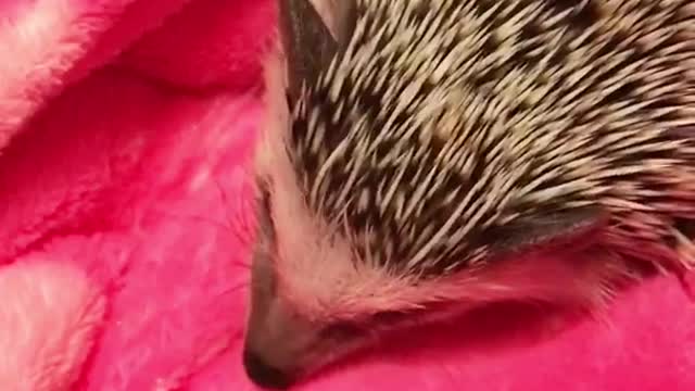 Hedgehog sneezes on pink blanket