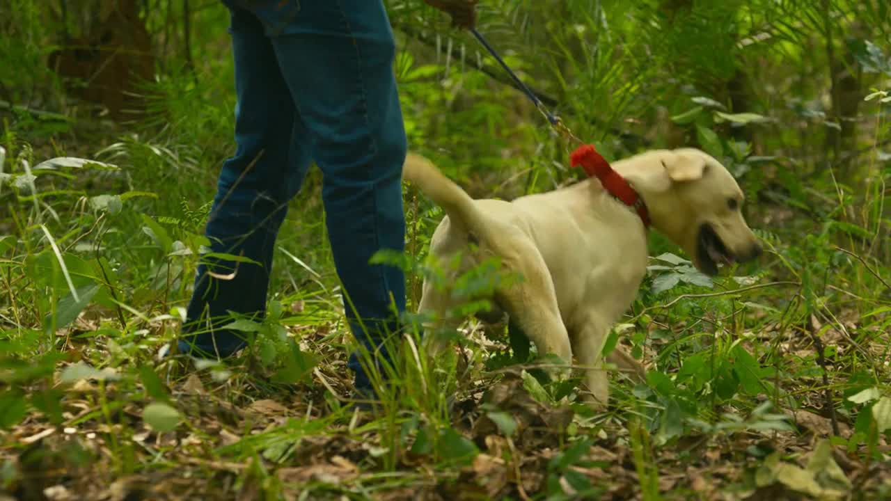 dog in the forest sniffs,the dog took a foot in the forest sniffing