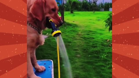 Happy moment: The dog bath is so arrogant.