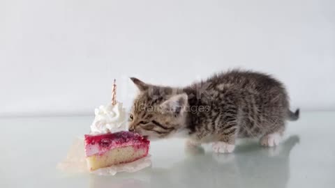 Cat eating cake