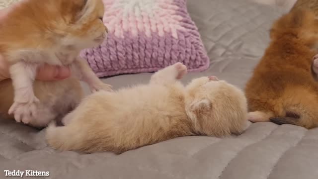 10th day after birth - Precious Moments of Growing Up tiny kittens