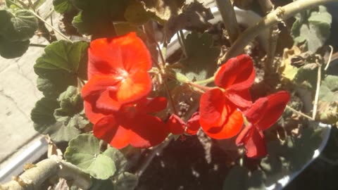 Indoor Geranium in the Garden