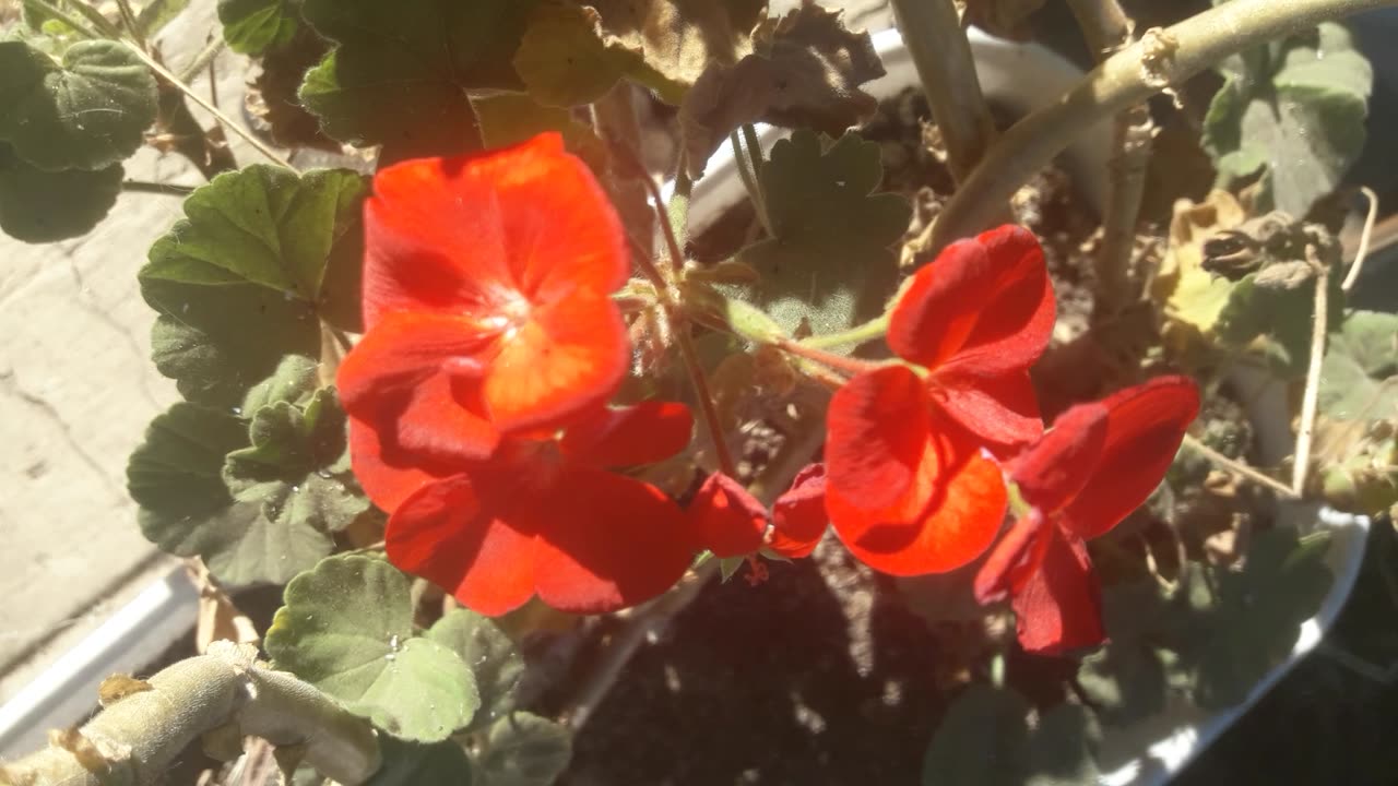 Indoor Geranium in the Garden