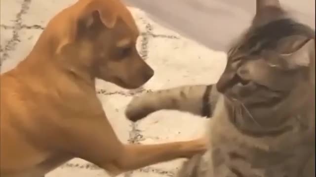 Dog friend cat🐈🐈