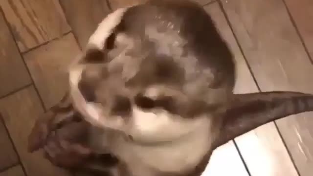 Otter took food and.....thank mama