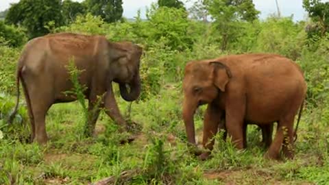 Elephants in the wild