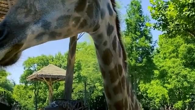 cute#zoo#animal