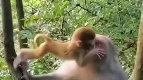 monky mother love his son