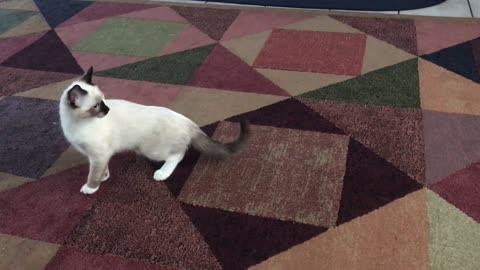 Kitten Chasing Flashlight light for almost 2 minutes in real time