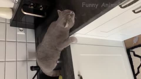 funny cat above the shelves