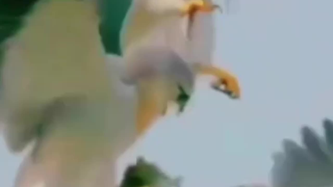 Crazy confrontations between animals