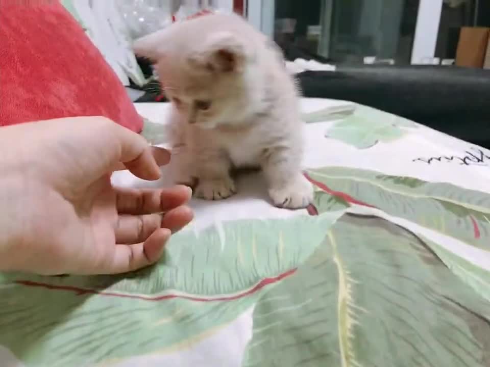 Two months old Munchkin kitten play with hands