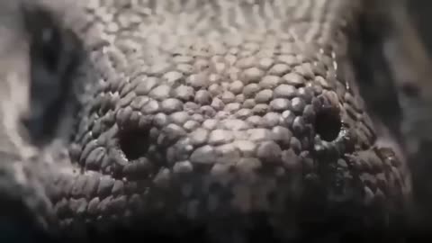 Strong Battle Between Python Versus Elephant