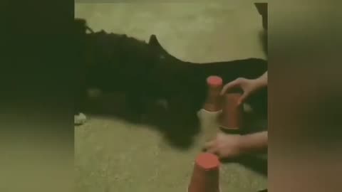 Funny animal videos