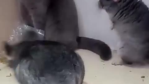 Chinchilla Fighting with Cats