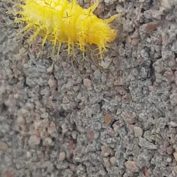 Amazing spiked insect in bright yellow | nature at its best
