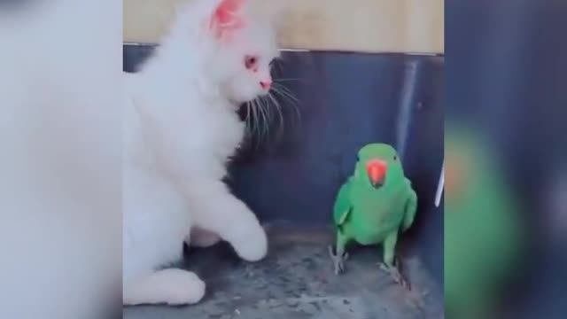 Cats Fun Parrot