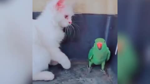 Cats Fun Parrot