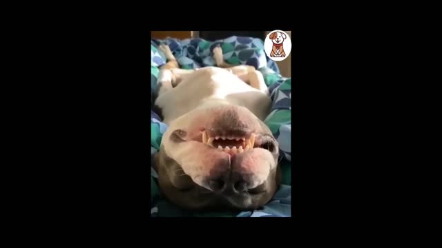 AWW SO FUNNY😂 Dogs Reaction Videos _ Animals Tv #cute dogs