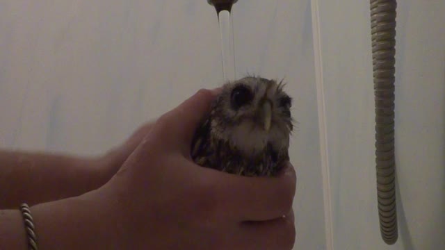 Baby Owl Gets Bath