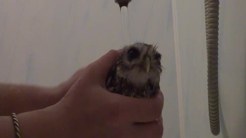 Baby Owl Gets Bath