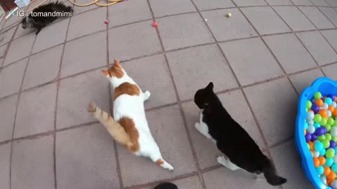 Cat Fight Video