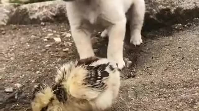 Lovely and funny animals Lovely dog videos 2021 51