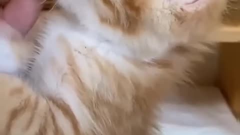 Cats doing funny