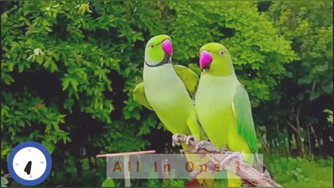 Talking Parrots looking so cute birds compilation 3 pet