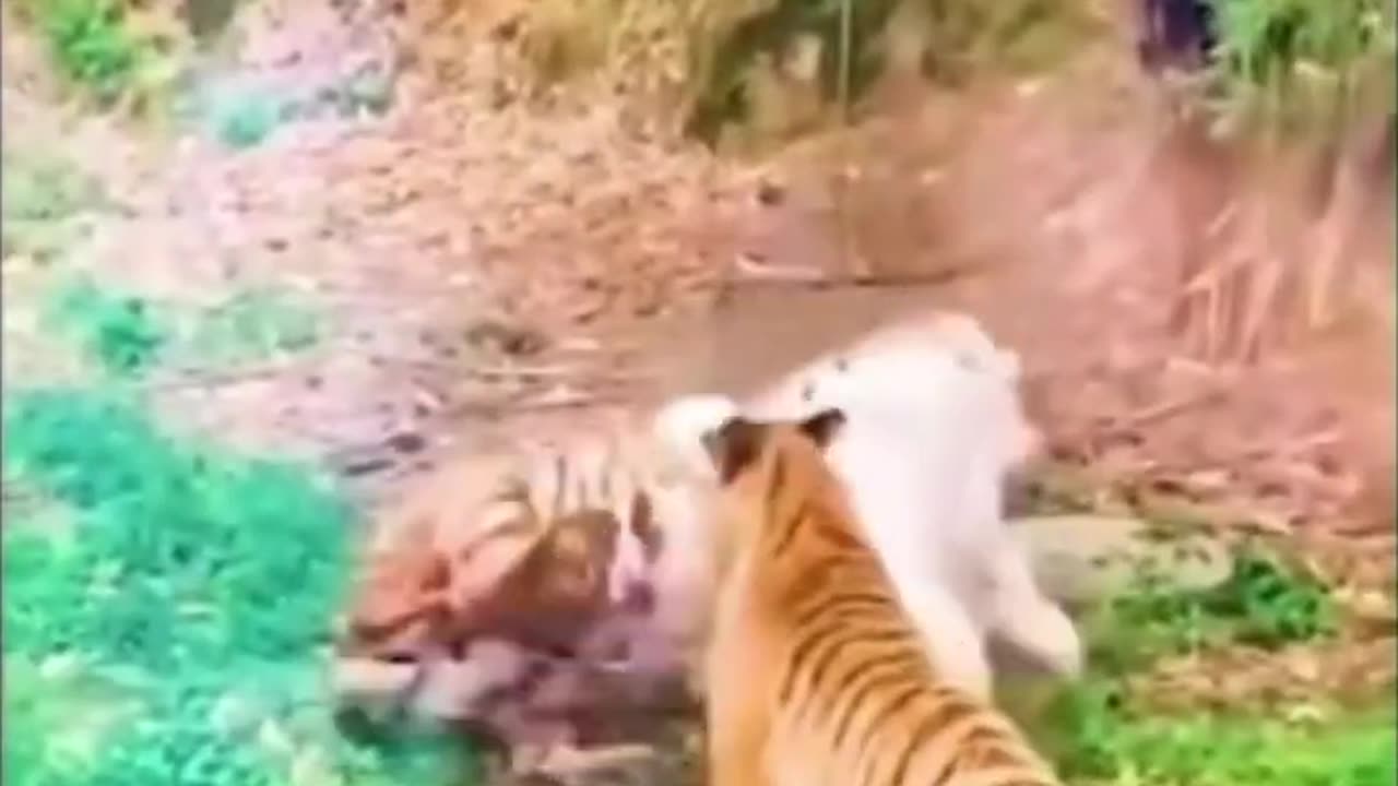 An immense tiger battle.. #shorts #animals #battles #tigers