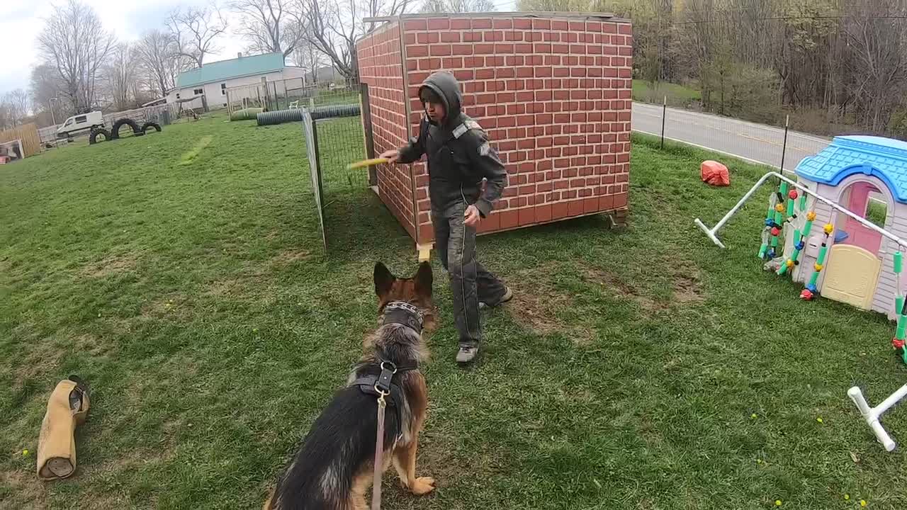 Bite work with young German Shepherd named Caesar.