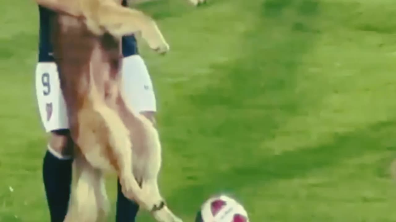 Puppy Playing Professional Football | Football Ground | Funny Animal | Dog |