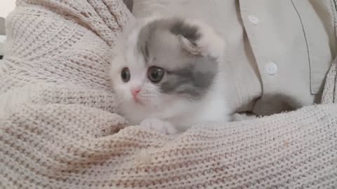 cute kitty is so sweet