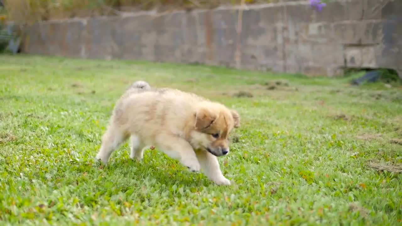 Adorable Puppy Dog Outside On Grass Running And Playing