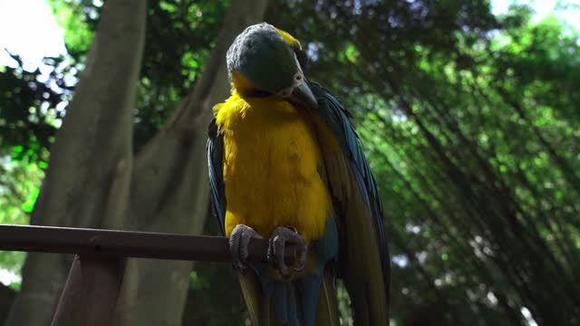 Low Angle Shot of a Bird