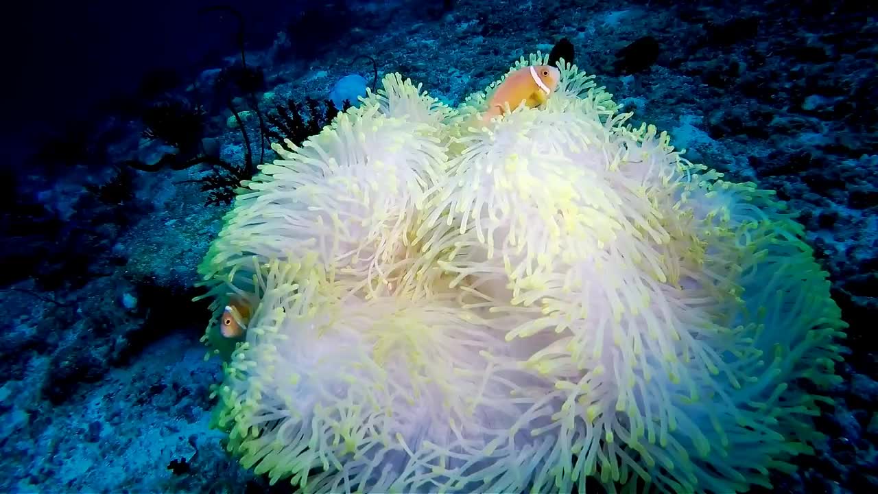 Beautiful undersea creature on earth and the most beautiful coral reefs